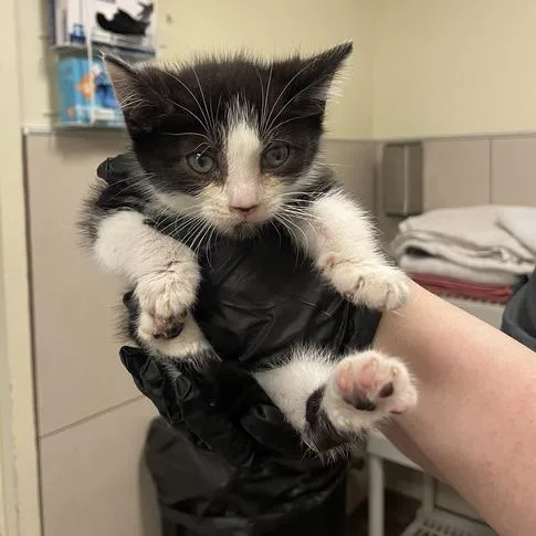 A baby small-sized female Black Domestic Short Hair cat named Rosetta for adoption in Chicago, IL