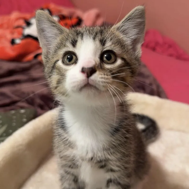 A young small-sized male Gray & White Domestic Short Hair cat named Winston for adoption in Bentonville, AR
