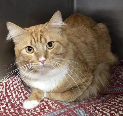 An adult large-sized male Domestic Long Hair cat named Albert for adoption in Fairhope, AL