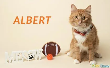 Albert thumbnail 2