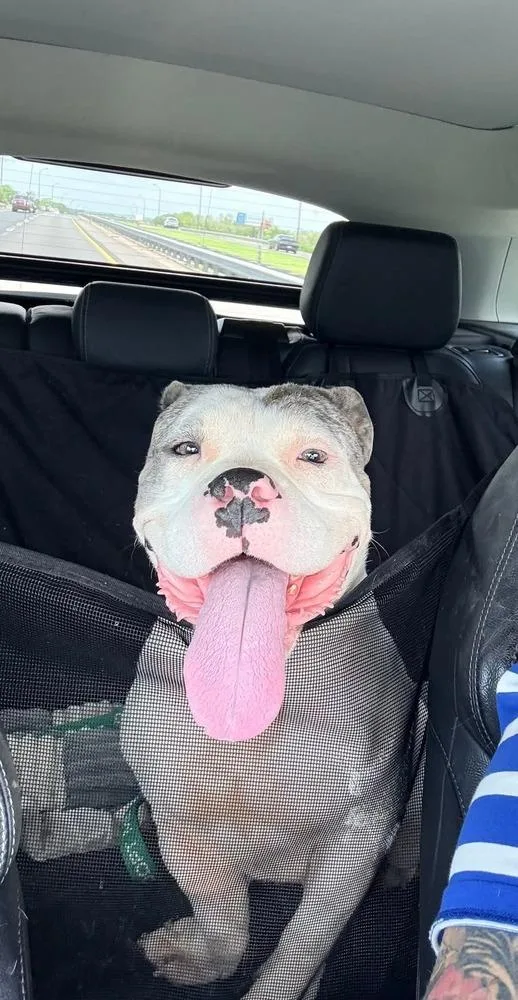 An adult medium-sized female Tricolor (Brown, Black, & White) American Bulldog dog named Juliette for adoption in Lakeland, FL