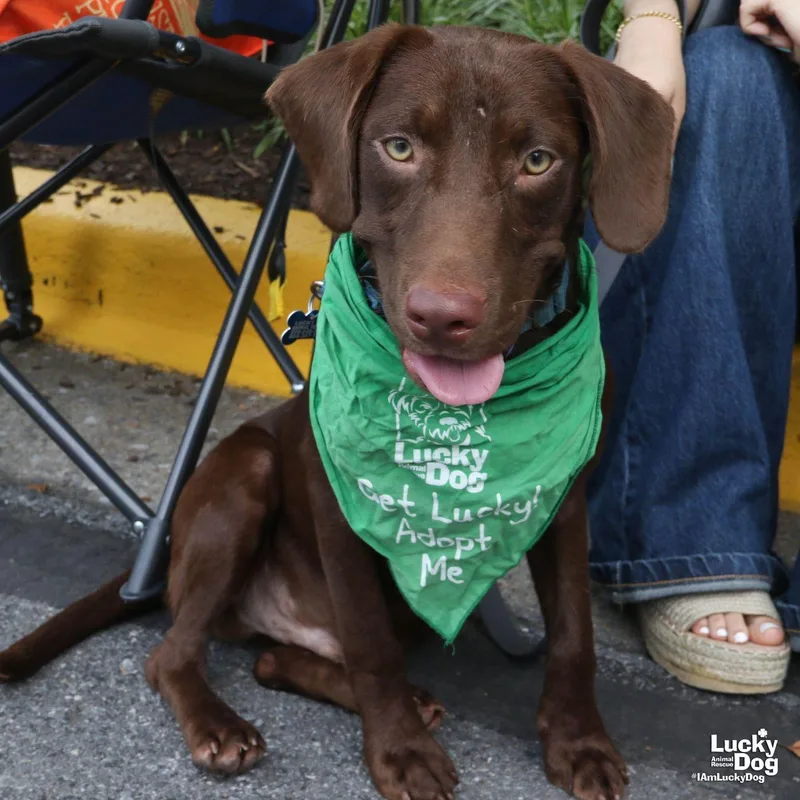 A baby large-sized male Labrador Retriever dog named Spud for adoption in Washington, DC