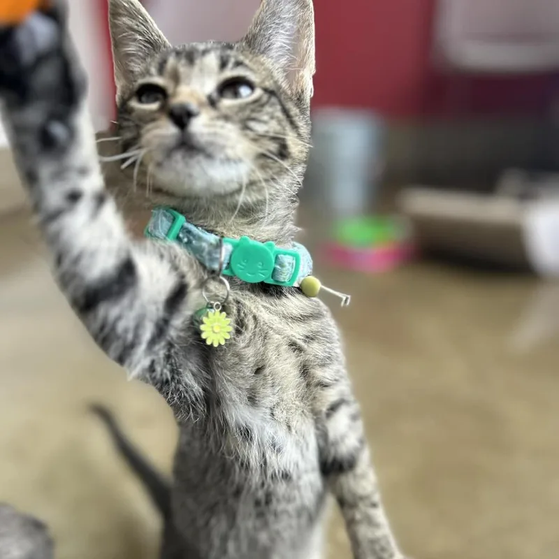 Mint Chip thumbnail 2