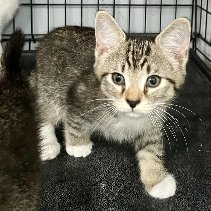 A baby small-sized male Black Domestic Short Hair cat named Poseidon for adoption in Fairmont, WV