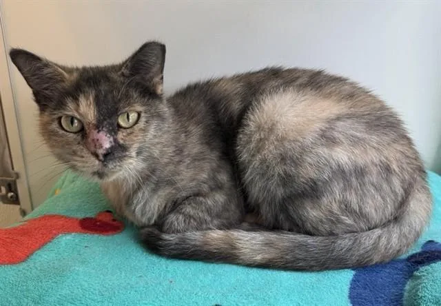 An adult medium-sized female Domestic Short Hair cat named Patience for adoption in Sarasota, FL