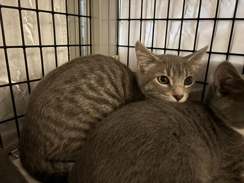 A baby medium-sized female Domestic Short Hair cat named PiriPiri for adoption in Raleigh, NC