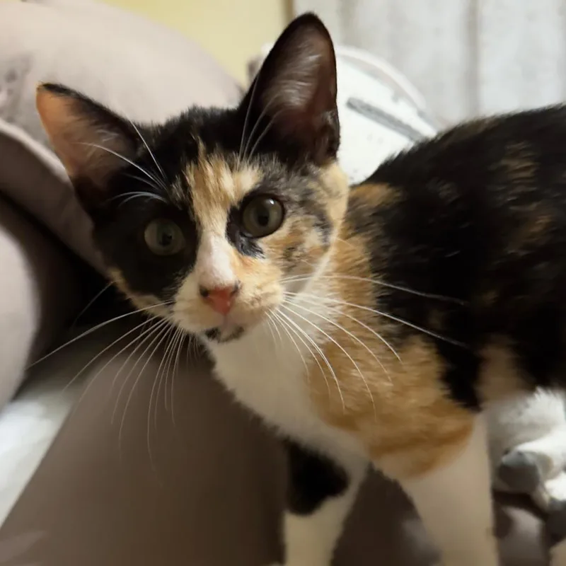 A baby small-sized female Tortoiseshell Domestic Short Hair cat named Pumpkin for adoption in Green Bay, WI