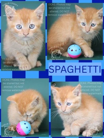 A baby small-sized male Domestic Short Hair cat named Spaghetti for adoption in Kenansville, NC