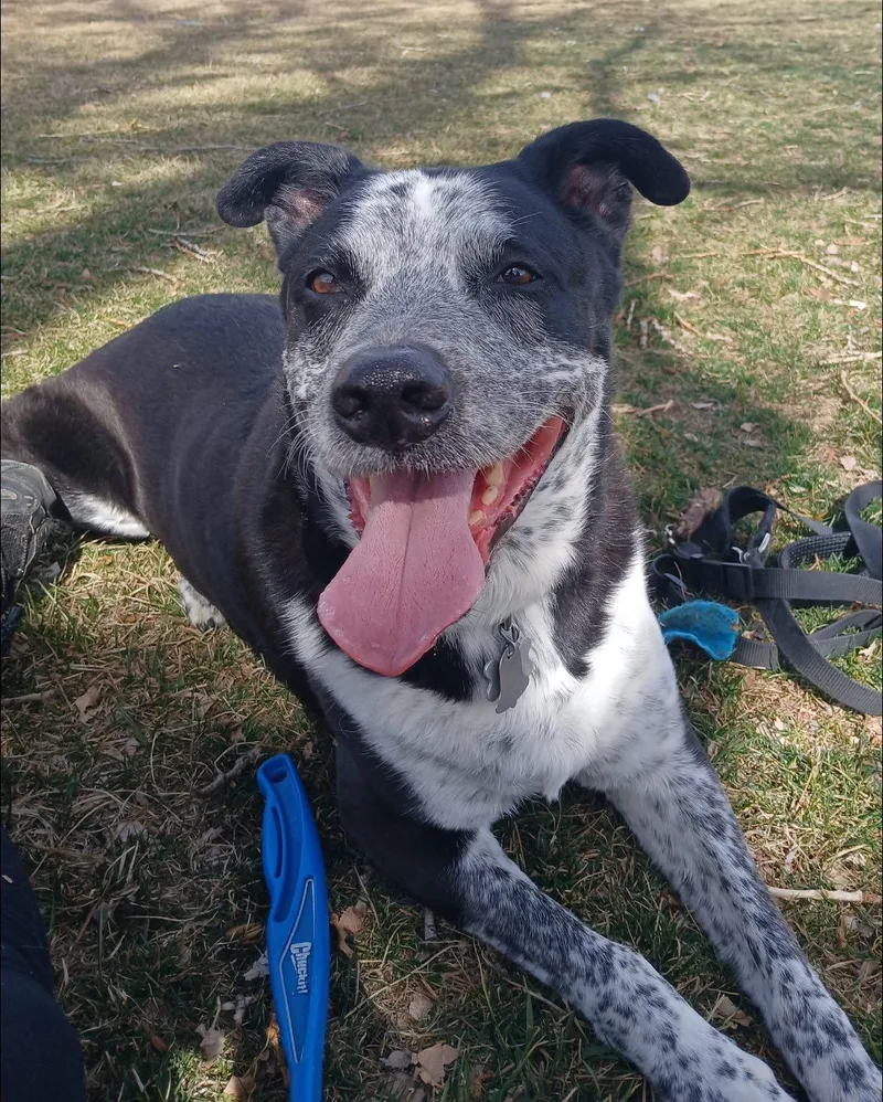 Ollie And Finn  thumbnail 2