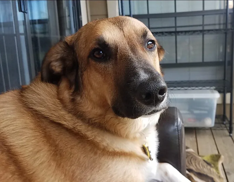 Ollie And Finn  thumbnail 3