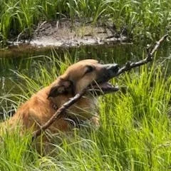 Ollie And Finn  thumbnail 4