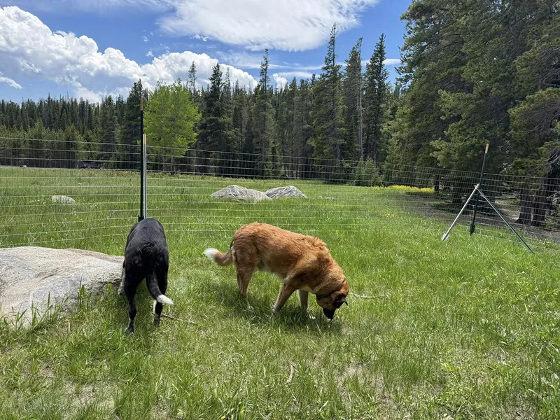 Ollie And Finn  thumbnail 5