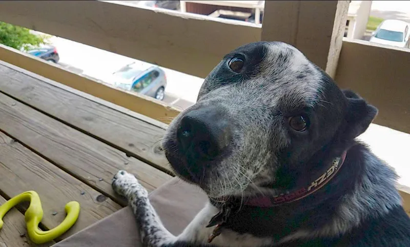 Ollie And Finn  thumbnail 6