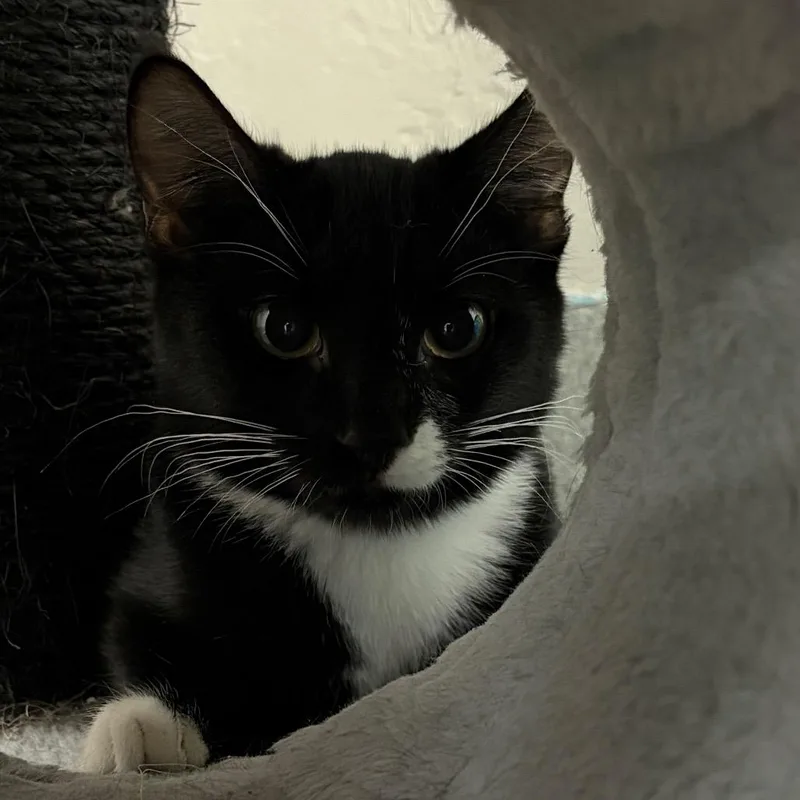 A baby small-sized female Black Domestic Short Hair cat named Guppy Jr for adoption in Gainesville, FL