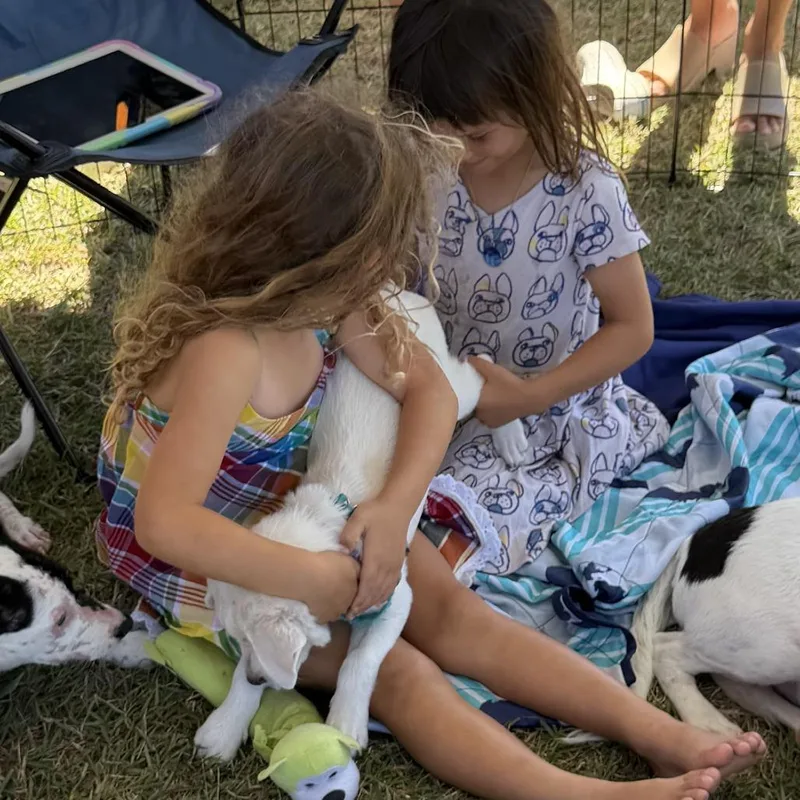 A baby small-sized female White / Cream Mixed Breed dog named Feyre for adoption in Frederiksted, VI