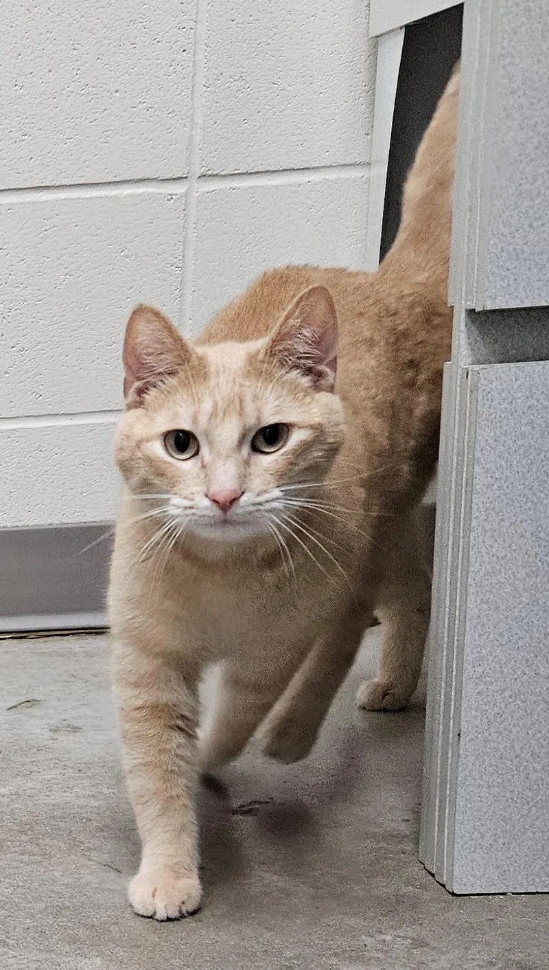 An adult medium-sized male Domestic Short Hair cat named Reef for adoption in Iowa City, IA