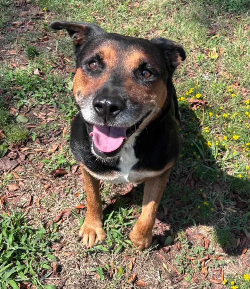 An adult large-sized female German Shepherd Dog dog named Florence for adoption in Little Rock, AR