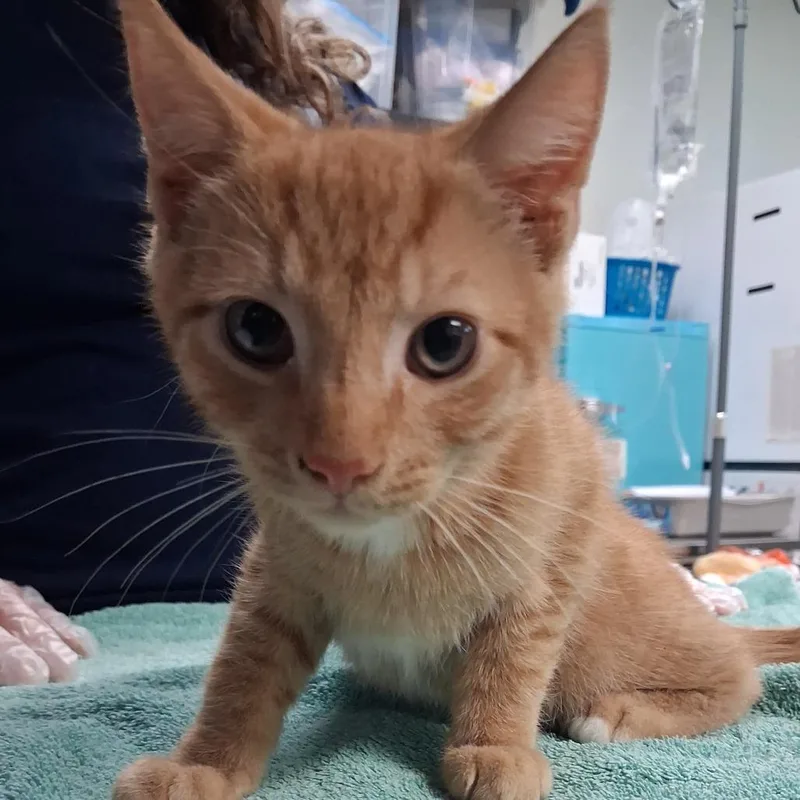 A baby small-sized male Orange / Red Domestic Short Hair cat named Noodle for adoption in Newark, NJ