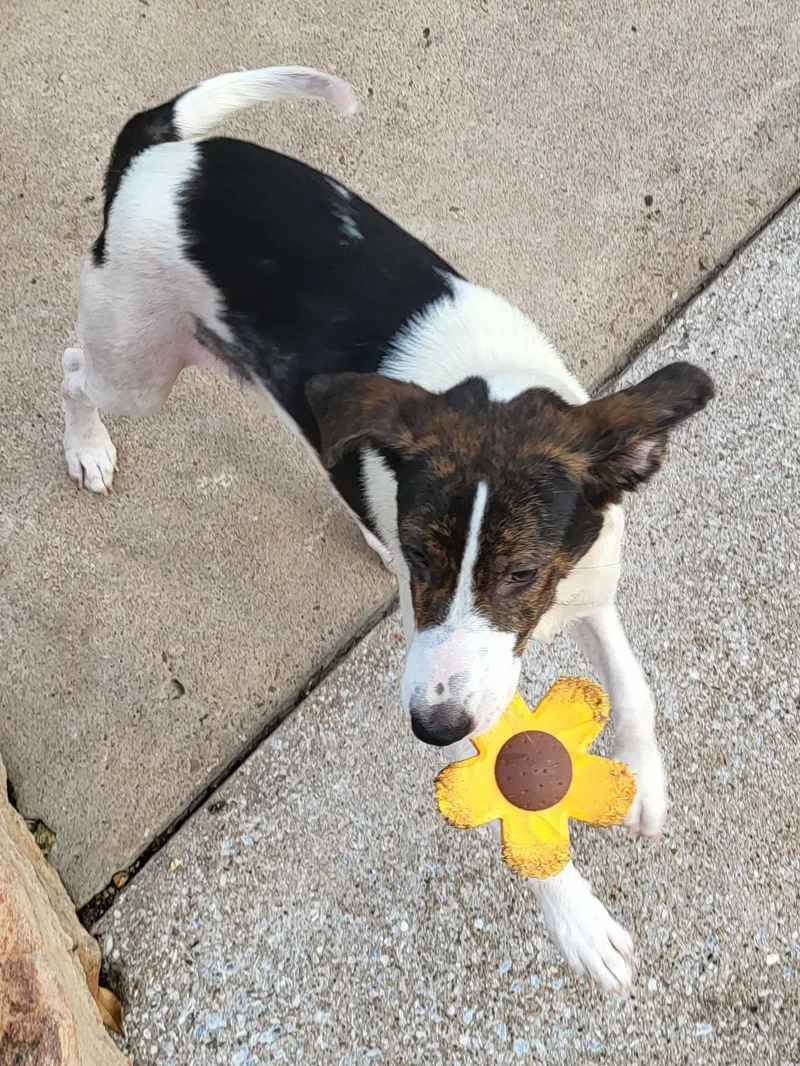 A young medium-sized female White / Cream Hound dog named Reeba for adoption in Houston, TX