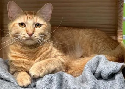 A young large-sized female Domestic Short Hair cat named Castle for adoption in Shreveport, LA