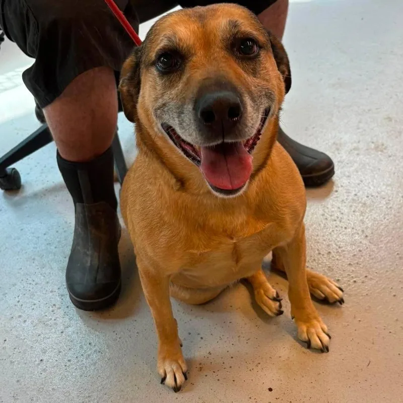 A senior small-sized female Yellow / Tan / Blond / Fawn Mixed Breed dog named Franny Stray Hold for adoption in Huntington, WV