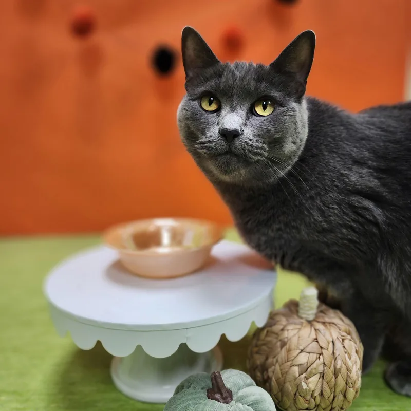 An adult medium-sized female Domestic Short Hair cat named Sasha for adoption in St. Cloud, MN