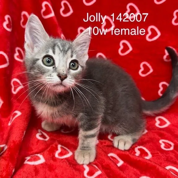 A baby small-sized female Domestic Short Hair cat named Jolly for adoption in New Tazewell, TN