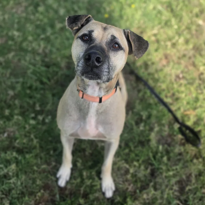 An adult medium-sized male German Shepherd Dog dog named Leonardo Dogcaprio for adoption in Lowell, AR