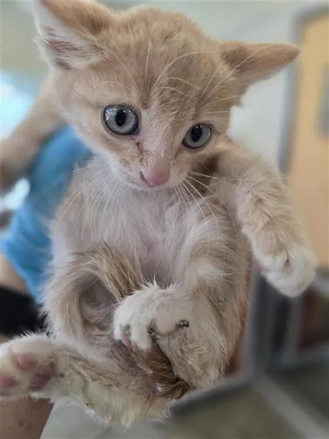 A baby small-sized male Domestic Short Hair cat named Mooska for adoption in San Antonio, TX