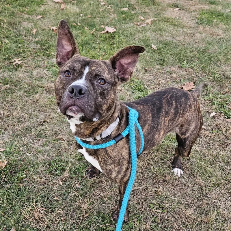 Comfortable Doug thumbnail 2