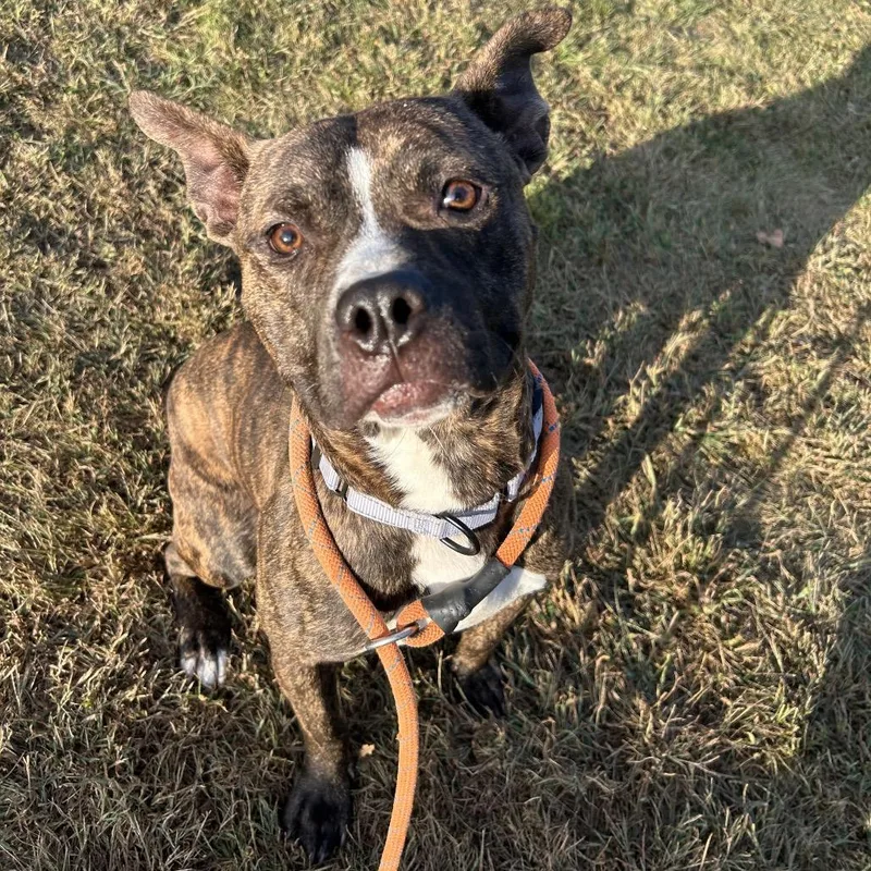 Comfortable Doug thumbnail 3