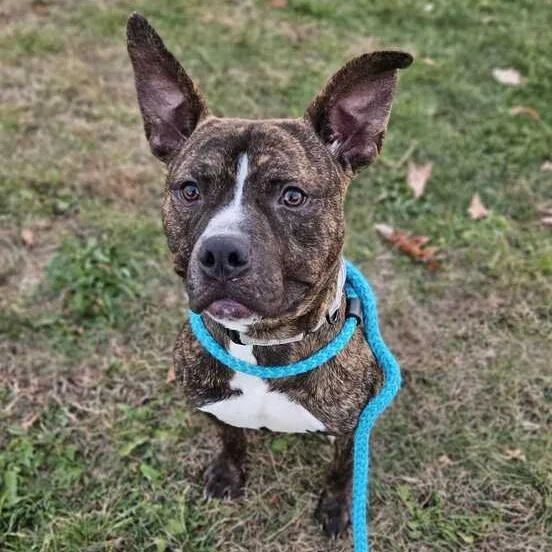 Comfortable Doug thumbnail 4