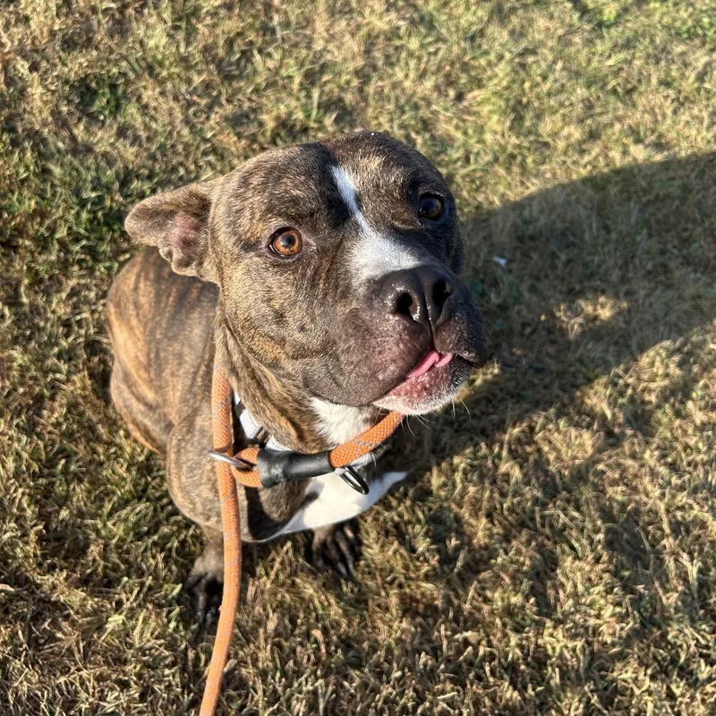 Comfortable Doug thumbnail 5