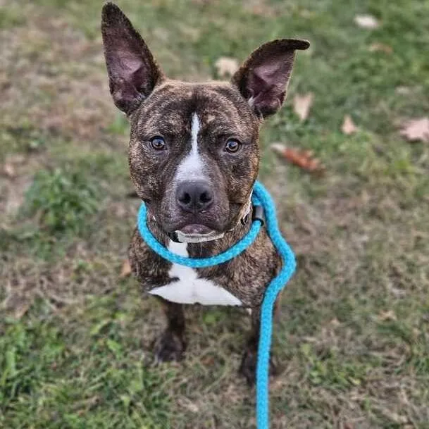 Comfortable Doug thumbnail 6