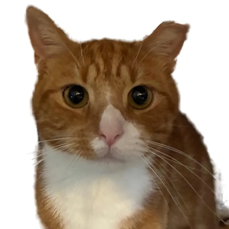 An adult small-sized male Orange / Red Domestic Short Hair cat named Jones Hudson for adoption in Merrifield, VA