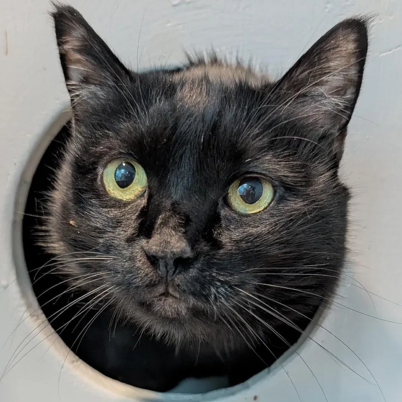 A senior extra large-sized female Black Domestic Short Hair cat named Brixi for adoption in Long Beach, CA