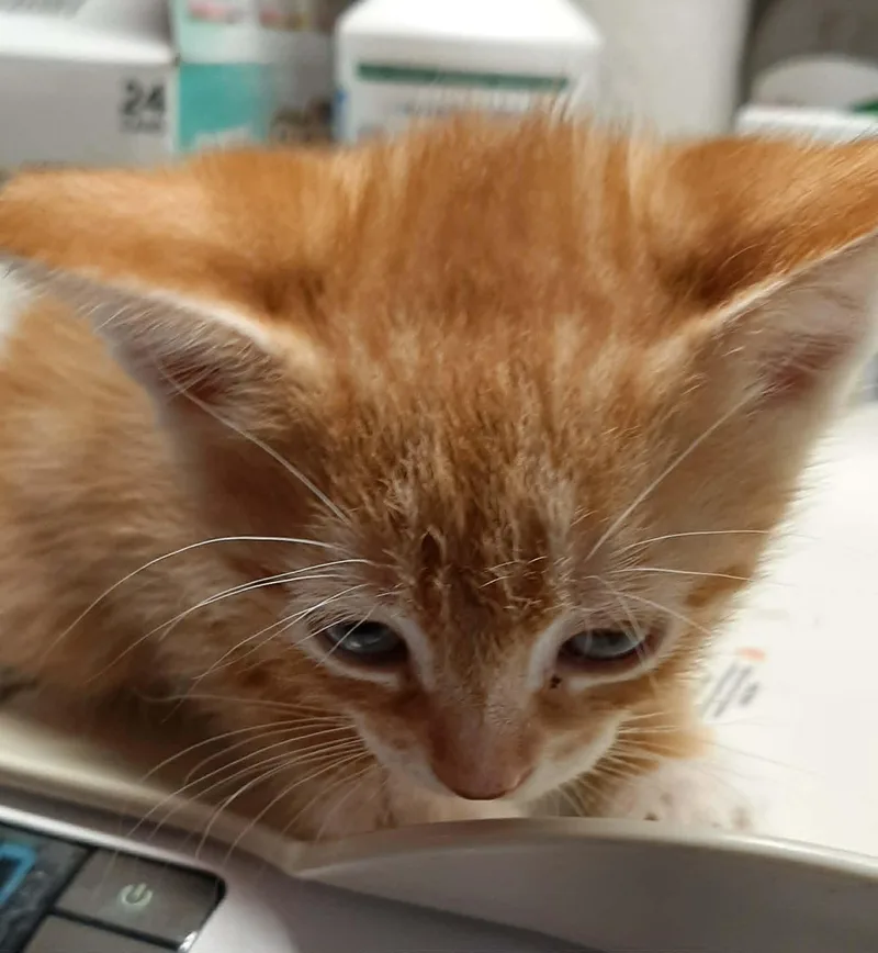 A baby medium-sized male Tabby (Orange / Red) Domestic Short Hair cat named Marvin for adoption in Georgetown, OH