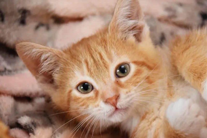 Marvin thumbnail 2