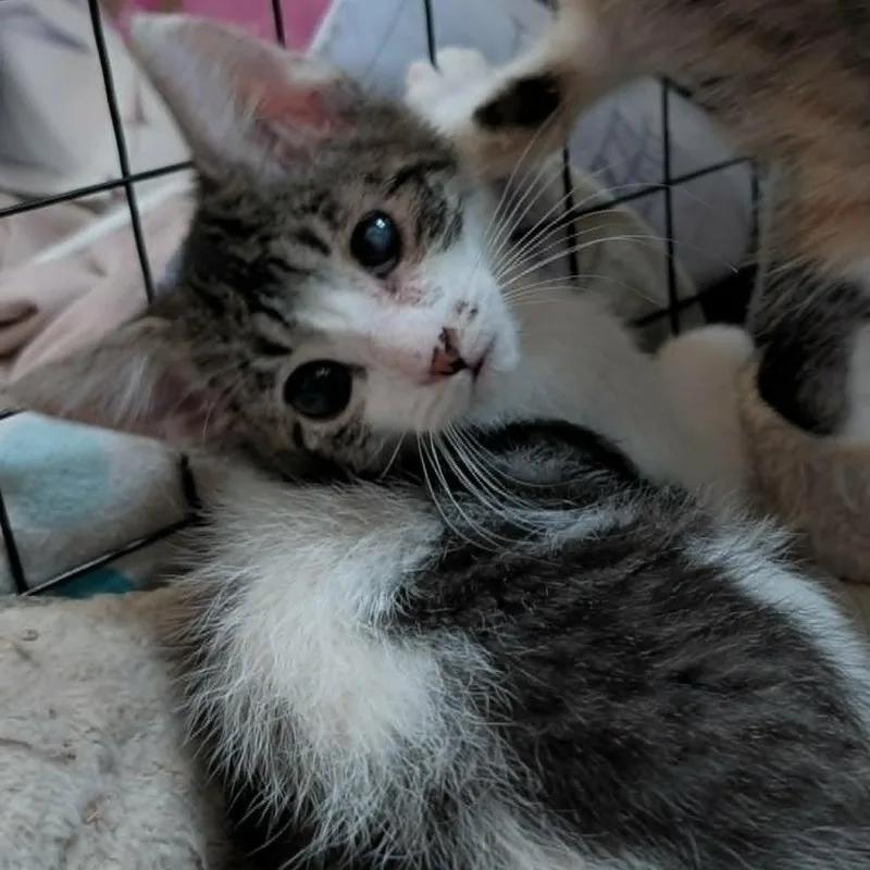 A young small-sized female Brown / Chocolate Domestic Short Hair cat named Bumper Armbrust for adoption in Eagle Mountain, UT