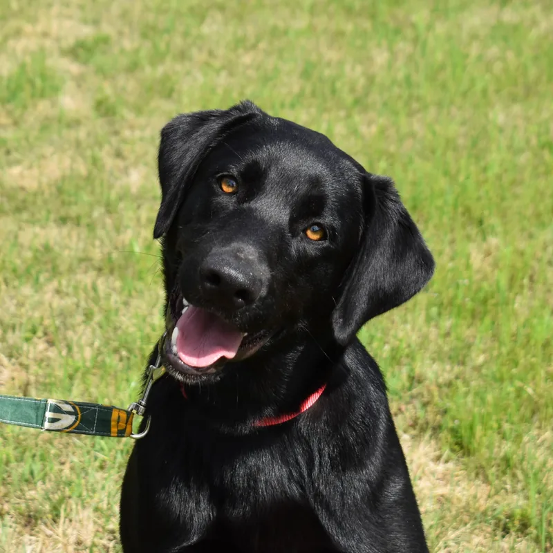 A young medium-sized male Black Labrador Retriever dog named Duncan for adoption in Searcy, AR