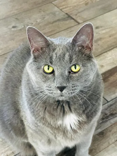Dj