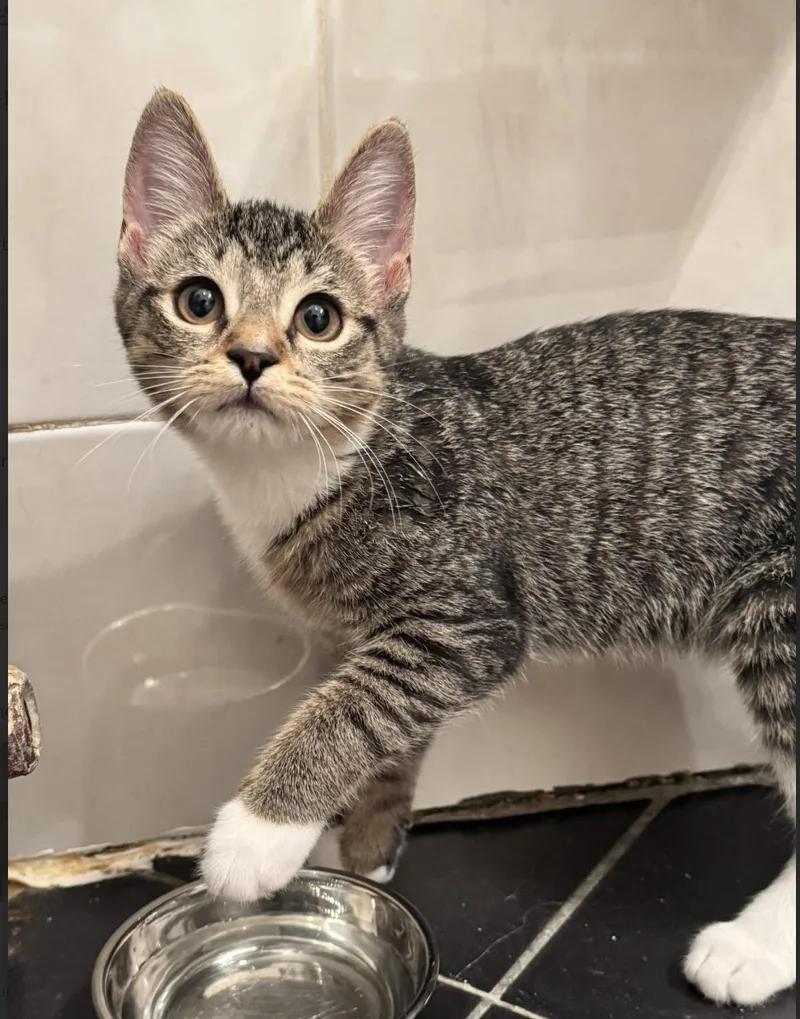 A baby medium-sized female Tabby (Brown / Chocolate) Domestic Short Hair cat named Tiger Lily for adoption in New York, NY