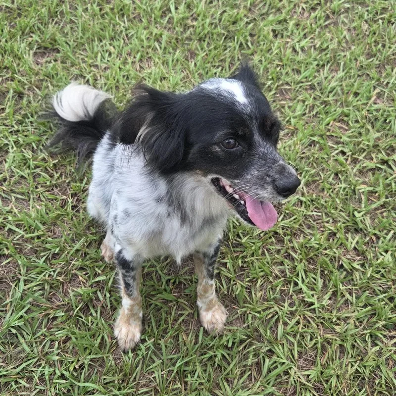 An adult small-sized female Black Cattle Dog dog named Rosie for adoption in Lakeland, FL
