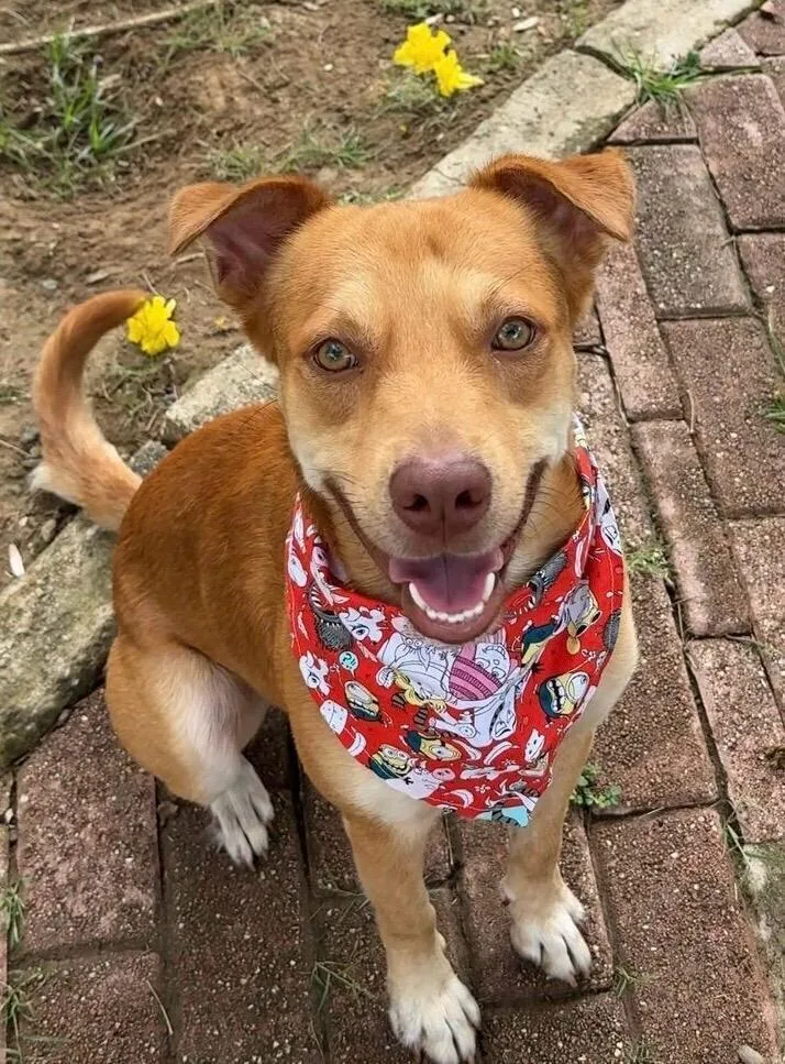 A young medium-sized male White / Cream Labrador Retriever dog named Benny for adoption in North Reading, MA