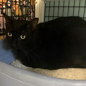 A young large-sized male Black Domestic Short Hair cat named Theodore for adoption in Fernandina Beach, FL
