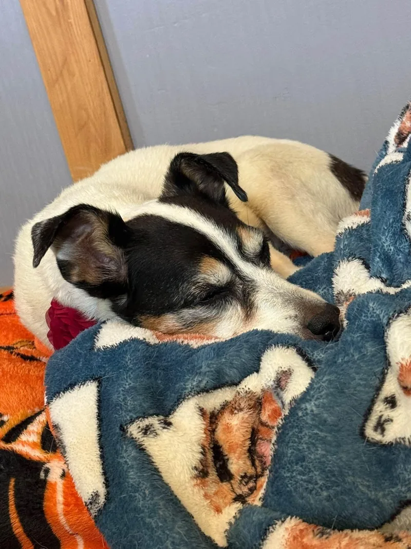 A senior small-sized female Sable Jack Russell Terrier dog named Jenny for adoption in Shawnee, KS
