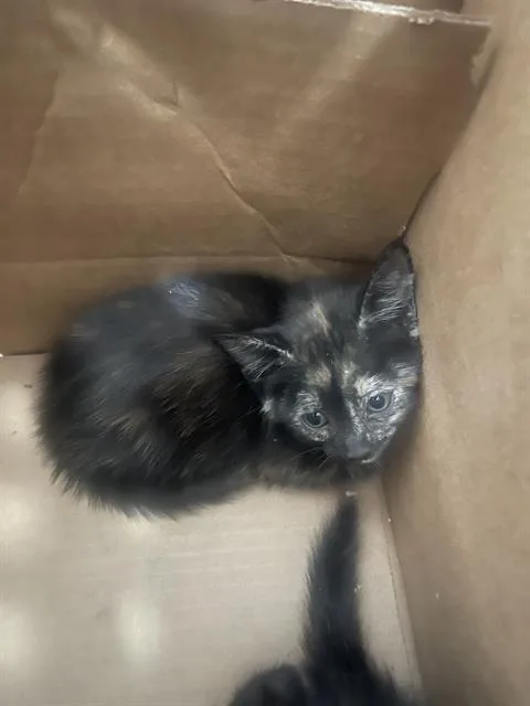 A baby medium-sized female Domestic Short Hair cat named Jelly for adoption in Dallas, TX