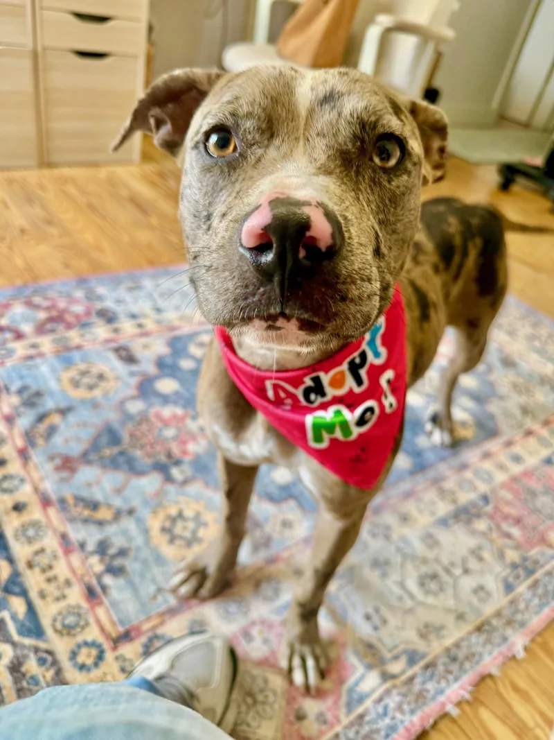 An adult medium-sized female Catahoula Leopard Dog dog named Marble for adoption in Miami, FL