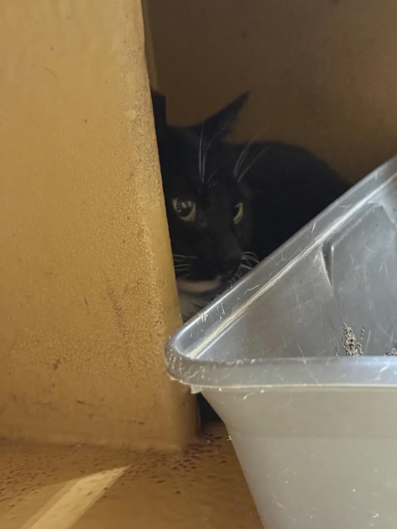 A young medium-sized male Black Domestic Short Hair cat named Jerry for adoption in Covina , CA