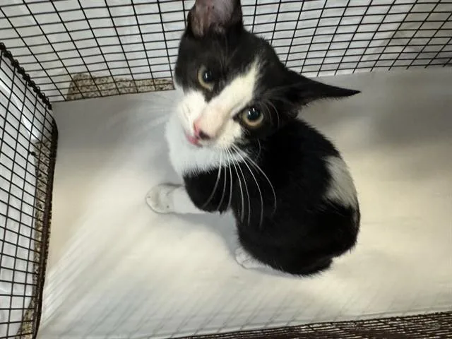 A baby small-sized male Domestic Short Hair cat named Mr.giggles for adoption in Miami, FL